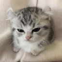 Discord Avatar