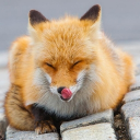 avatar ★| Nies-Katze |★