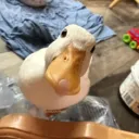 _dillonleft