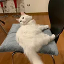 aurora_au