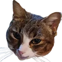 mang3m0rt