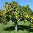grapefruit9534