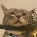 renascore