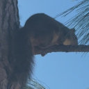 avatar fat squirrel lover frox