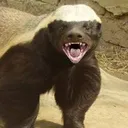 honeybadger06782