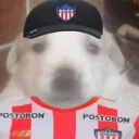 camilo9559