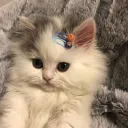 feieieieieieieiei