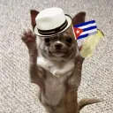 poivr