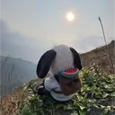 wthepanda