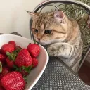catyy_