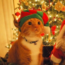 avatar 0WhiteDev 🎄