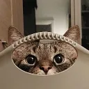 queks