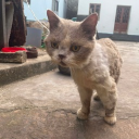 avatar Xíu