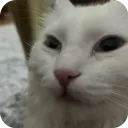 dsyq