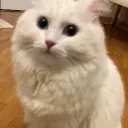 dsyq