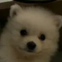 gabibowl