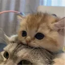 _kiko_1001