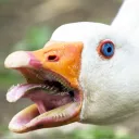 gooset