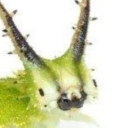 avatar ⎝ 𓆩༺ Nova ༻𓆪 ⎠