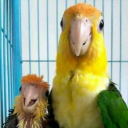 avatar massive_gooner