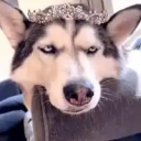 avatar Husky