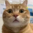 chekkumeito