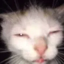 theysimp4xan