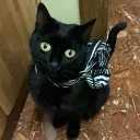 blackcat_gigi