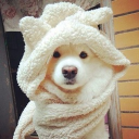 avatar ૮( ´ㅅ` )ა