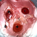 avatar www.maxwax.com