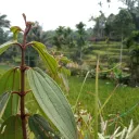 sanzid
