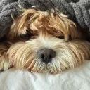 crazy_dog.py
