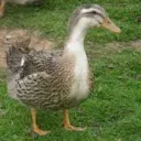 .quackontop avatar