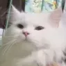 combitkub