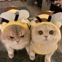 Bruhdows