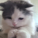 nicky0612305's Avatar