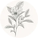 boujefi3980