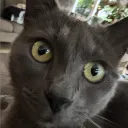 justthefish_