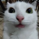ineedasillycatrn