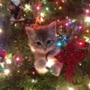 dogcatmeowmeow