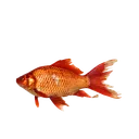 ryba