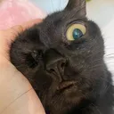 megathemaddening