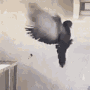 avatar !                          Seyfi