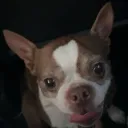 cocoa27_bestdogever