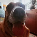 despookz