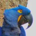 theblumacaw