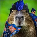 anonymouspenguin3133