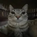 lilbinladn