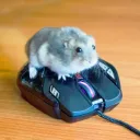 hamster.gamer