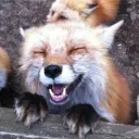 fox_in_syntax